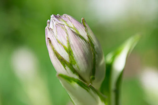 Blütenknospe aus nächster Nähe — Stockfoto