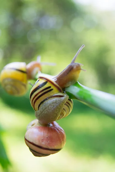 Common garden snails crawling on green stem of plant — Stock Photo, Image