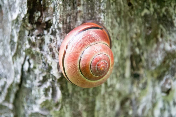 Schnecke auf Holz — Stockfoto