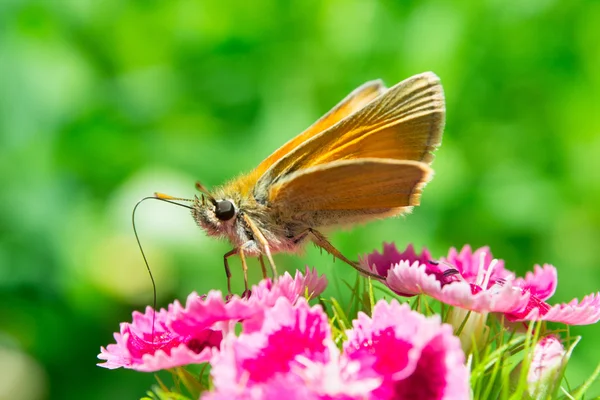 Yellow butterfly on red flower — Stock Photo, Image