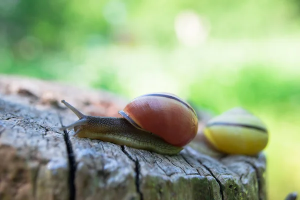 Snails on wood — Stock Photo, Image