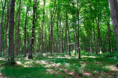 Bahar kayın ormanı dağlarda