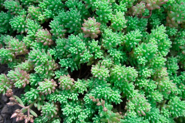 Sedum stonecrop Ισπανικά κοντά σε ένα πάρκο της πόλης καλοκαίρι. — Φωτογραφία Αρχείου