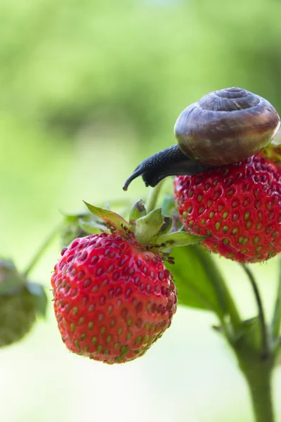 Trädgården snigel smyger på en jordgubbe — Stockfoto