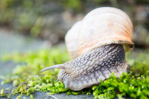 Caracol no musgo — Fotografia de Stock