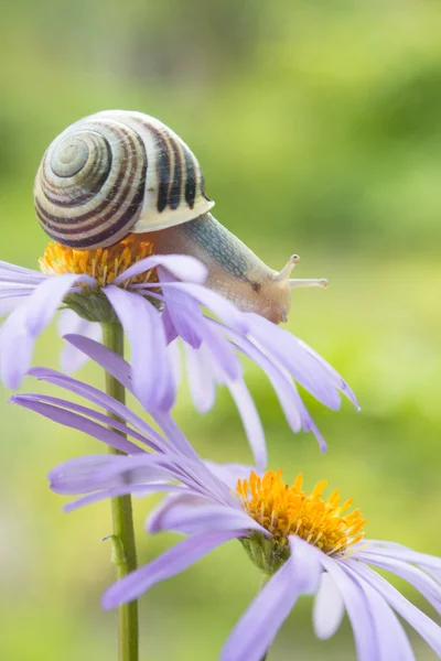 Caracol de jardim senta-se em uma margarida violeta — Fotografia de Stock