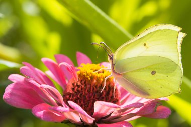 Damalı beyaz kelebek pembe Zinnia üzerinde