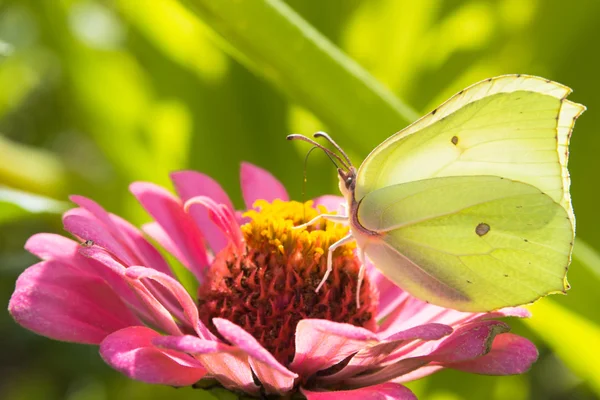 Kostkované bílý motýl na růžové cínie — Stock fotografie