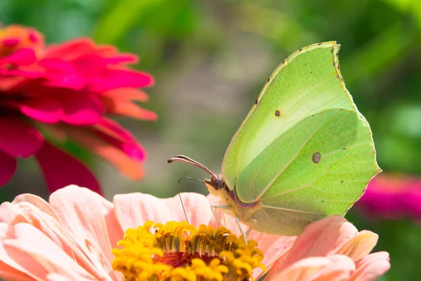 Kostkované bílý motýl na růžové cínie — Stock fotografie