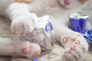 Noel hediyeleri ile oynayan beyaz kedi pençeleri