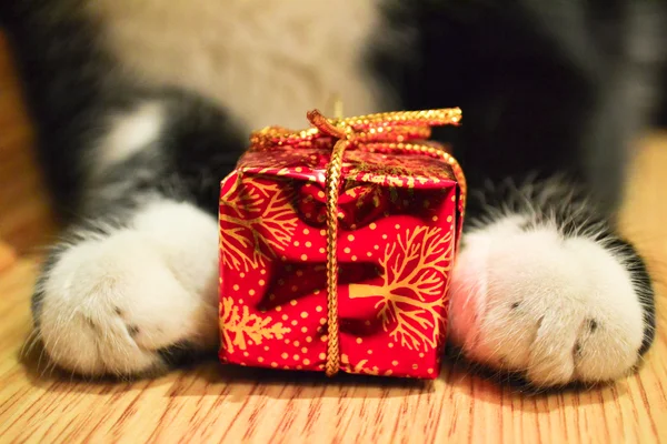 Gato patas con una caja roja —  Fotos de Stock