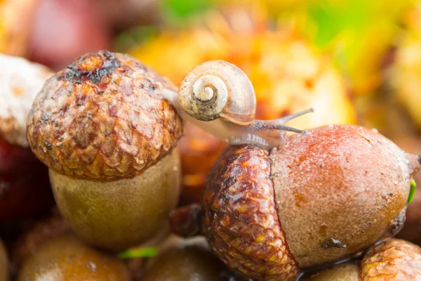 Bellotas marrones con un caracol en hojas de otoño, de cerca — Foto de Stock