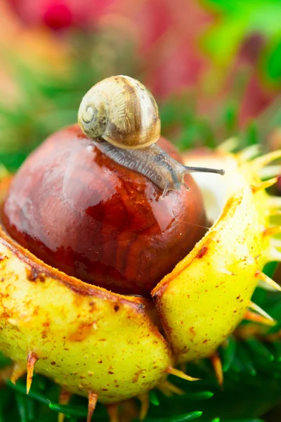 Châtaignier avec un escargot sur les feuilles d'automne, gros plan — Photo