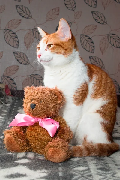 Rode kat zitten met een teddybeer — Stockfoto