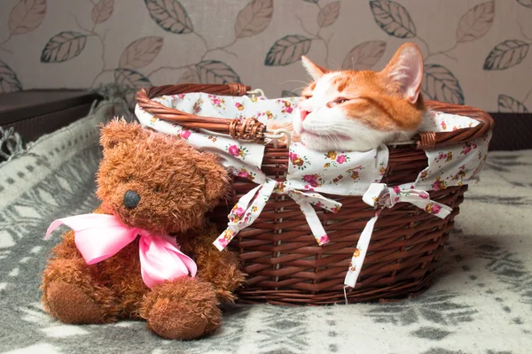 Rote Katze sitzt in Weidenkorb mit Teddybär — Stockfoto