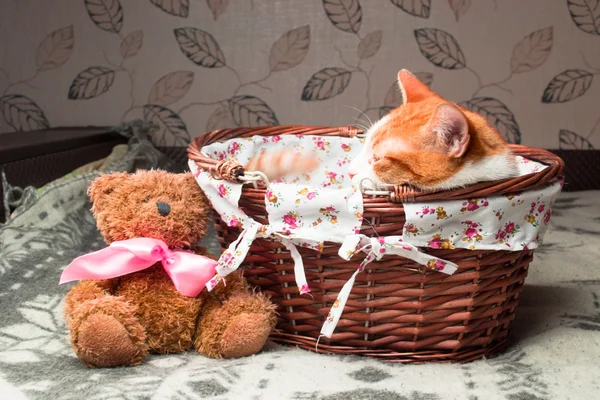 Rote Katze sitzt in Weidenkorb mit Teddybär — Stockfoto