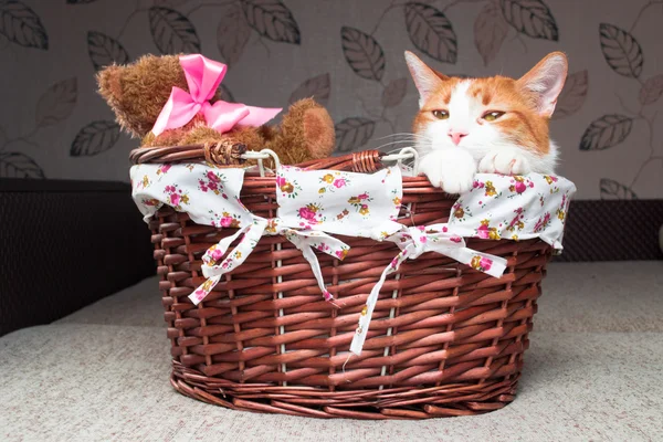 Rote Katze sitzt in Weidenkorb mit Teddybär — Stockfoto