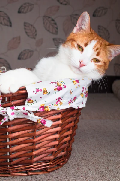 Kırmızı kedi oyuncak ayı ile hasır sepet içinde oturan — Stok fotoğraf