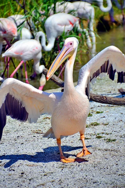 Pelican — Stock Photo, Image