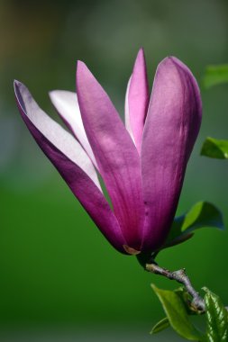 Çiçek ve yaprakları ilkbaharda