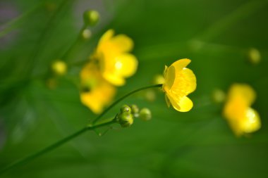 Çiçek ve yaprakları ilkbaharda