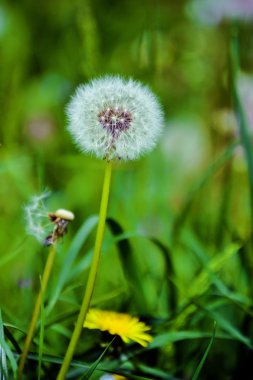 Çiçek ve yaprakları ilkbaharda