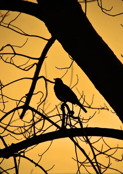 A blackbird is on the branch of a tree — Stock Photo, Image