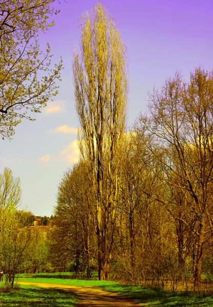 The spring landscape — Stock Photo, Image