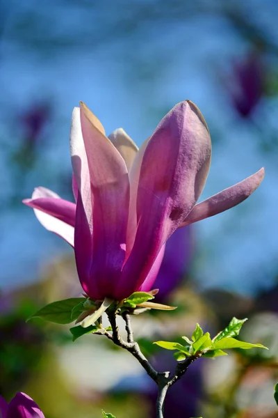 Flowers and leaves in spring — Stock Photo, Image