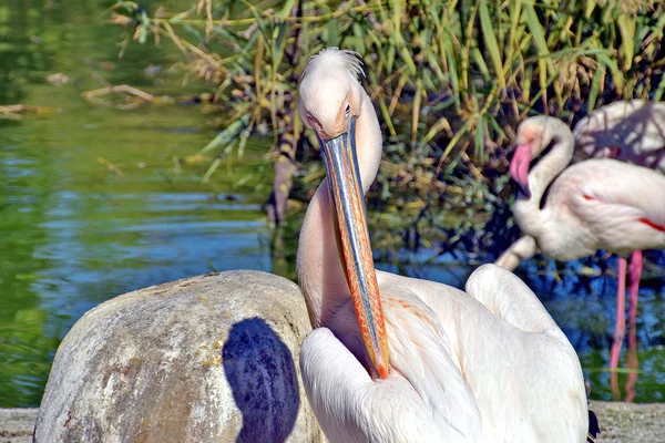 Pellicano fotografato in diverse pose — Stock Photo, Image