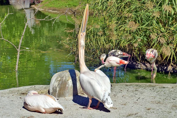 Pellicano fotografato in vielfältiger Pose — Stockfoto