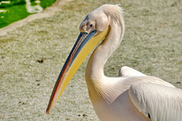 Pellicano fotografato in vielfältiger Pose — Stockfoto