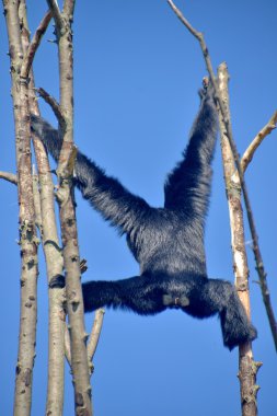 BM gibbone siamango su BM ramo di albero