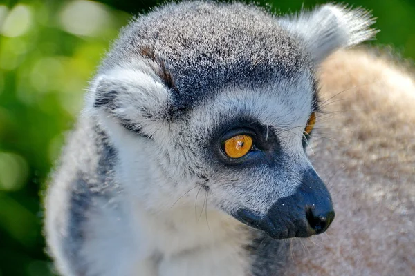 BM lemure all'interno di BM parco