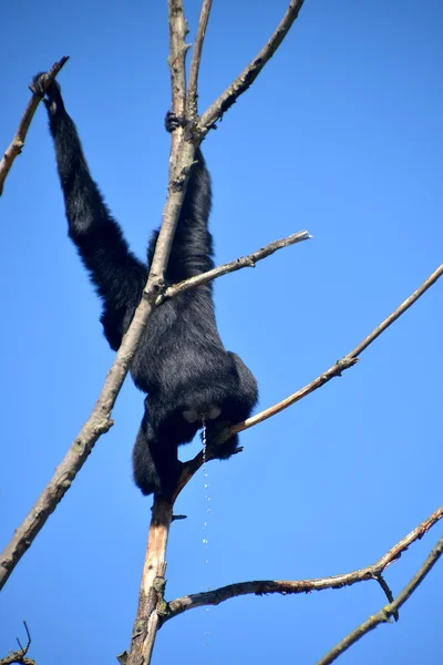 Un gibbone siamango su un ramo di albero — Stock Photo, Image
