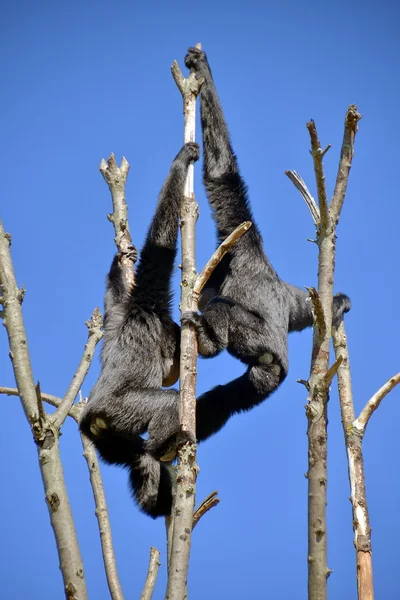 Un gibbone siamango su un ramo di albero — Stock Photo, Image