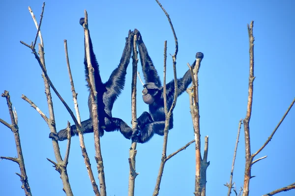 Un gibbone siamango su un ramo di albero — Stock Photo, Image