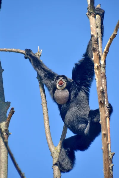 Un gibbone siamango su un ramo di albero — Stock Photo, Image
