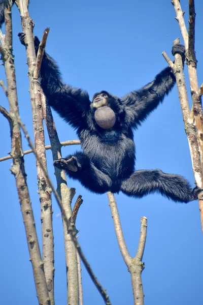 Un gibbone siamango su un ramo di albero — Stock Photo, Image