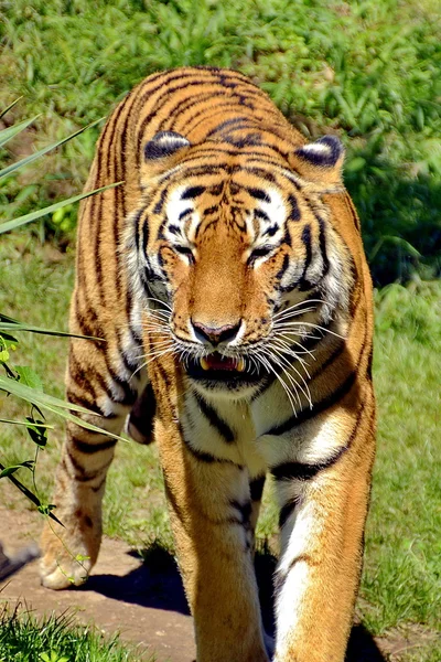 Una tigre che cammina — Stock Photo, Image