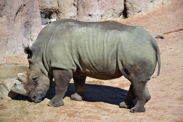 Rinoceronte in movimento — Stockfoto