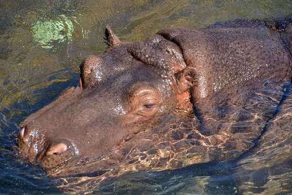 Ippopotamo fotografato en movimento —  Fotos de Stock