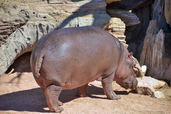 Ippopotamo fotografato in movimento — Stok Foto