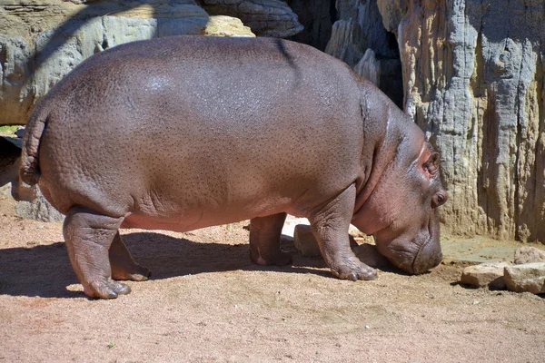 Ippopotamo fotografato in movimento — Foto Stock