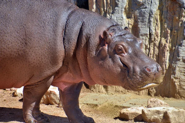 Ippopotamo fotografato em movimento — Fotografia de Stock