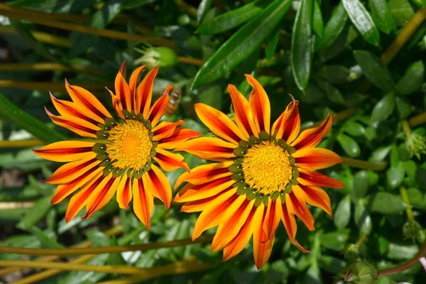 Primo Piano Bordo Fiore Giardino Con Gazania Splendens Variopinto — Foto Stock