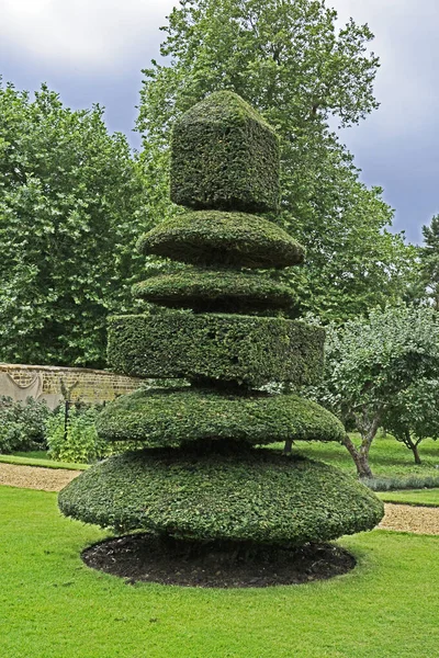 Ett Stort Exempel Dekorativ Topiary Lantlig Trädgård Royaltyfria Stockfoton