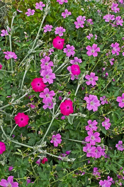 Close Flower Border Colourful Flowering Geranium Magnificum — Stock Photo, Image