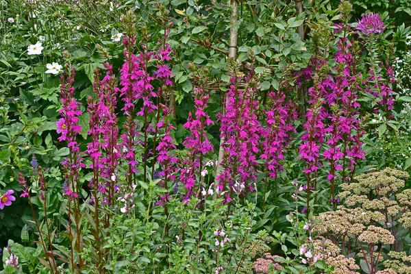 Borde Flores Jardín Con Lobelia Speciosa Tania —  Fotos de Stock