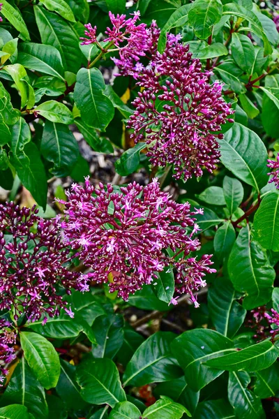 Bir Kır Bahçesindeki Nadir Göz Alıcı Fuchsia Arberecilerinin Yakınına — Stok fotoğraf